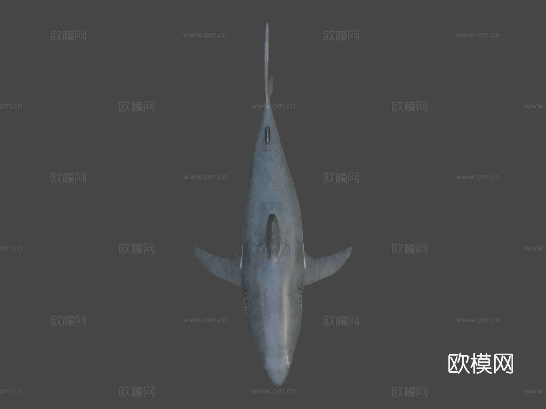 大白鲨3d模型