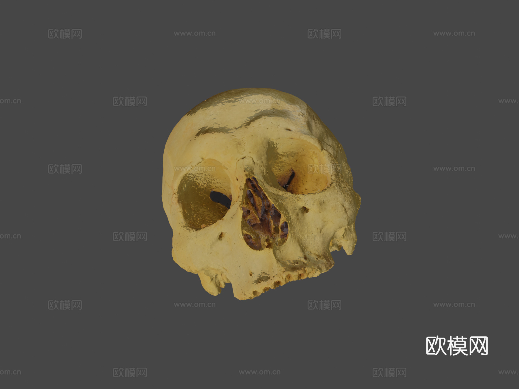 人类头骨3d模型
