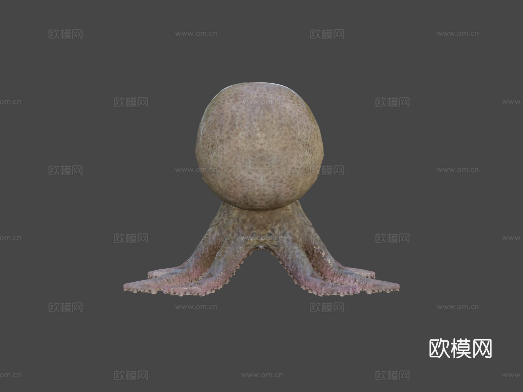 小章鱼3d模型