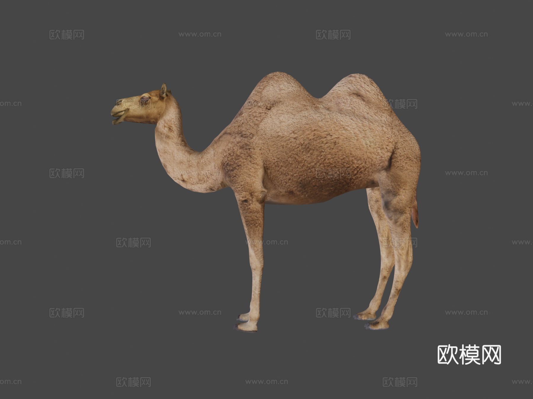双峰骆驼3d模型