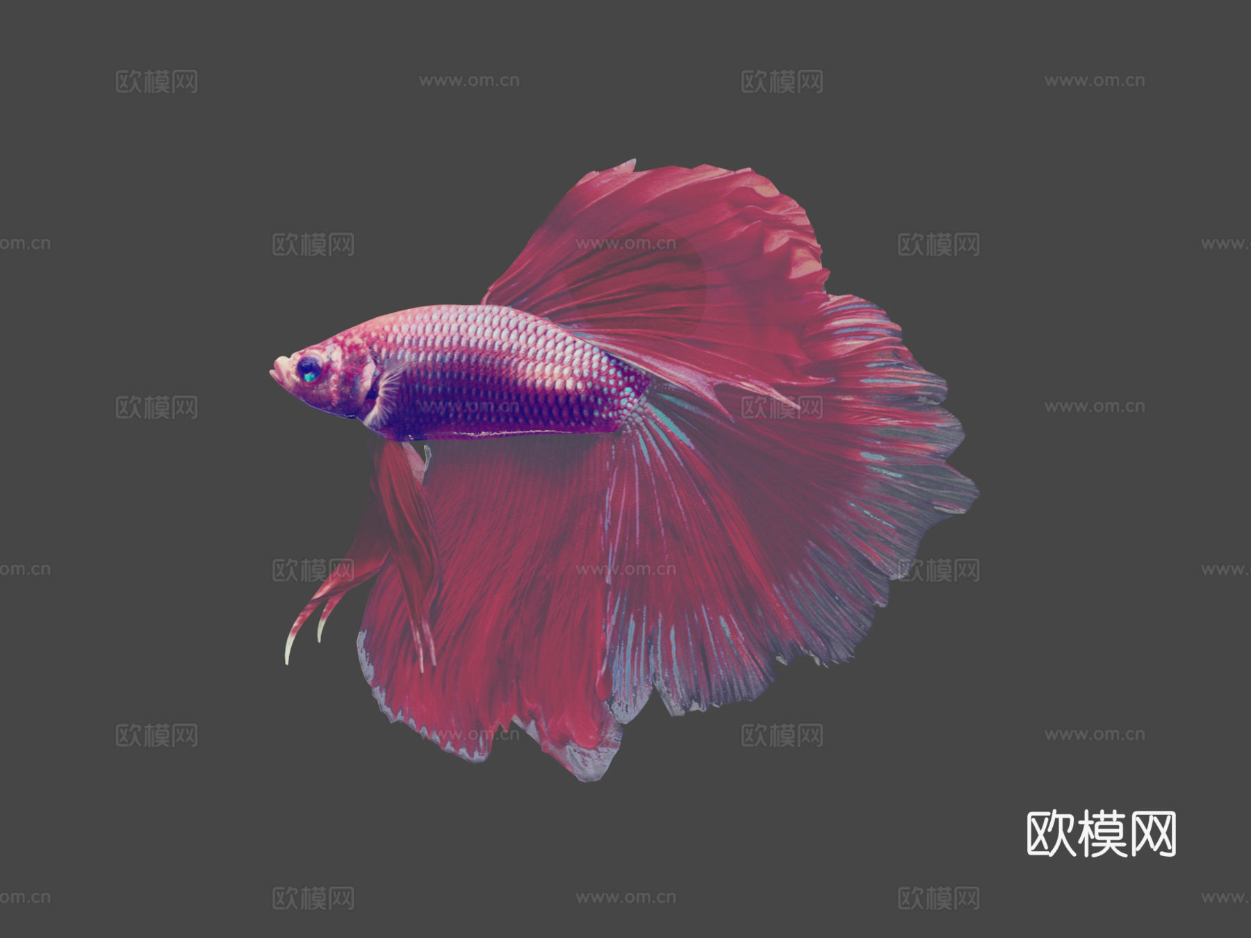 热带鱼23d模型