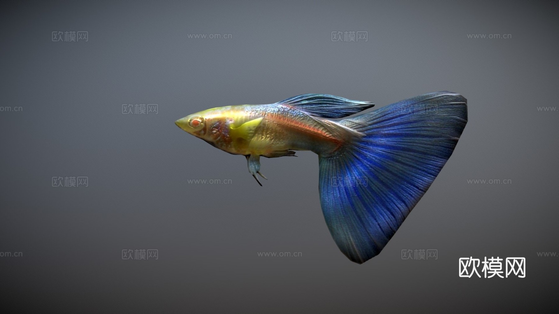 孔雀鱼动画3d模型