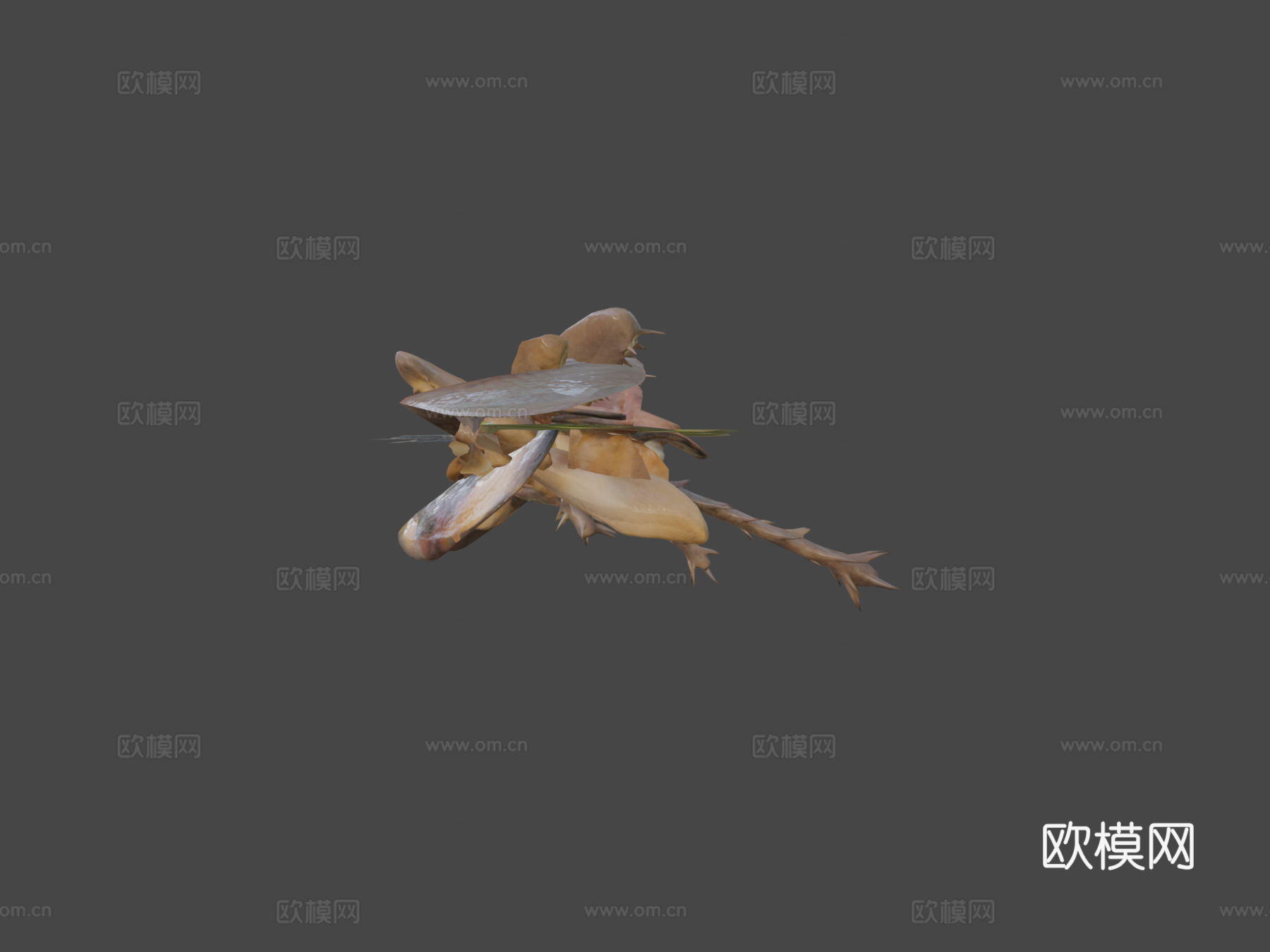 美洲蟑螂3d模型