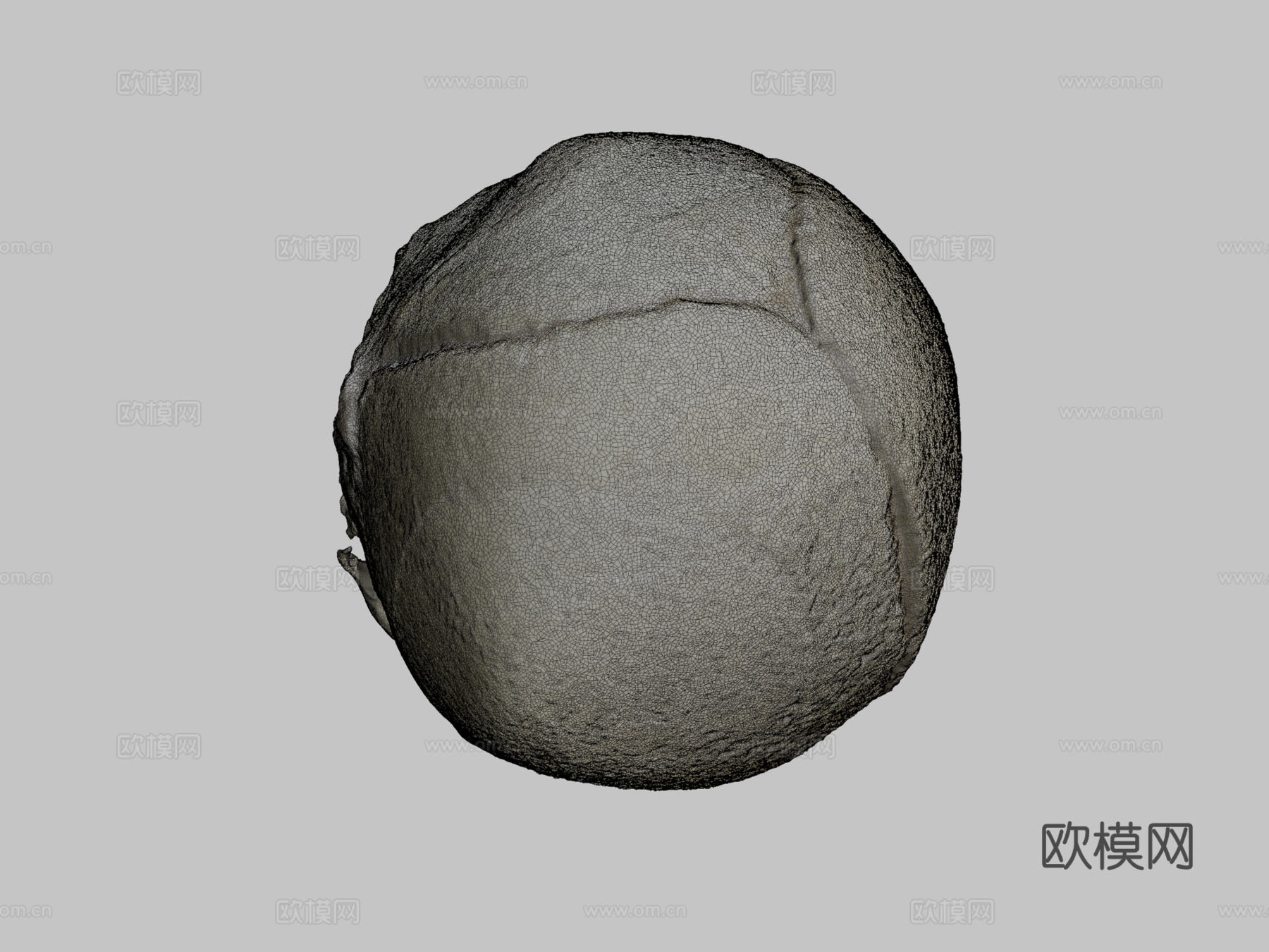 人类胎儿头骨3d模型
