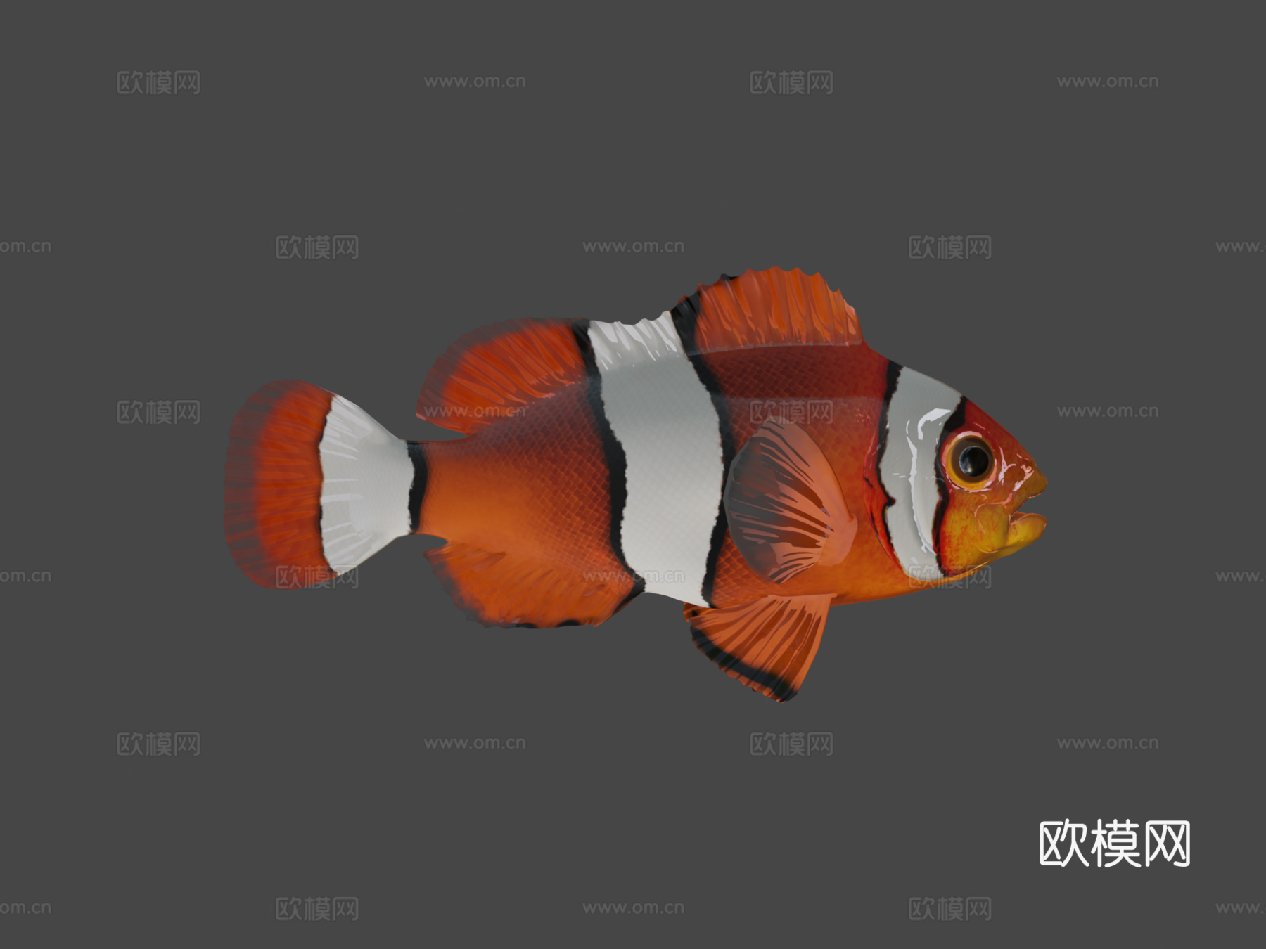 橙色小丑鱼3d模型