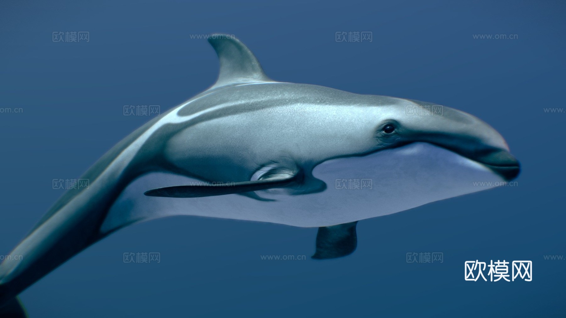 太平洋白侧海豚3d模型