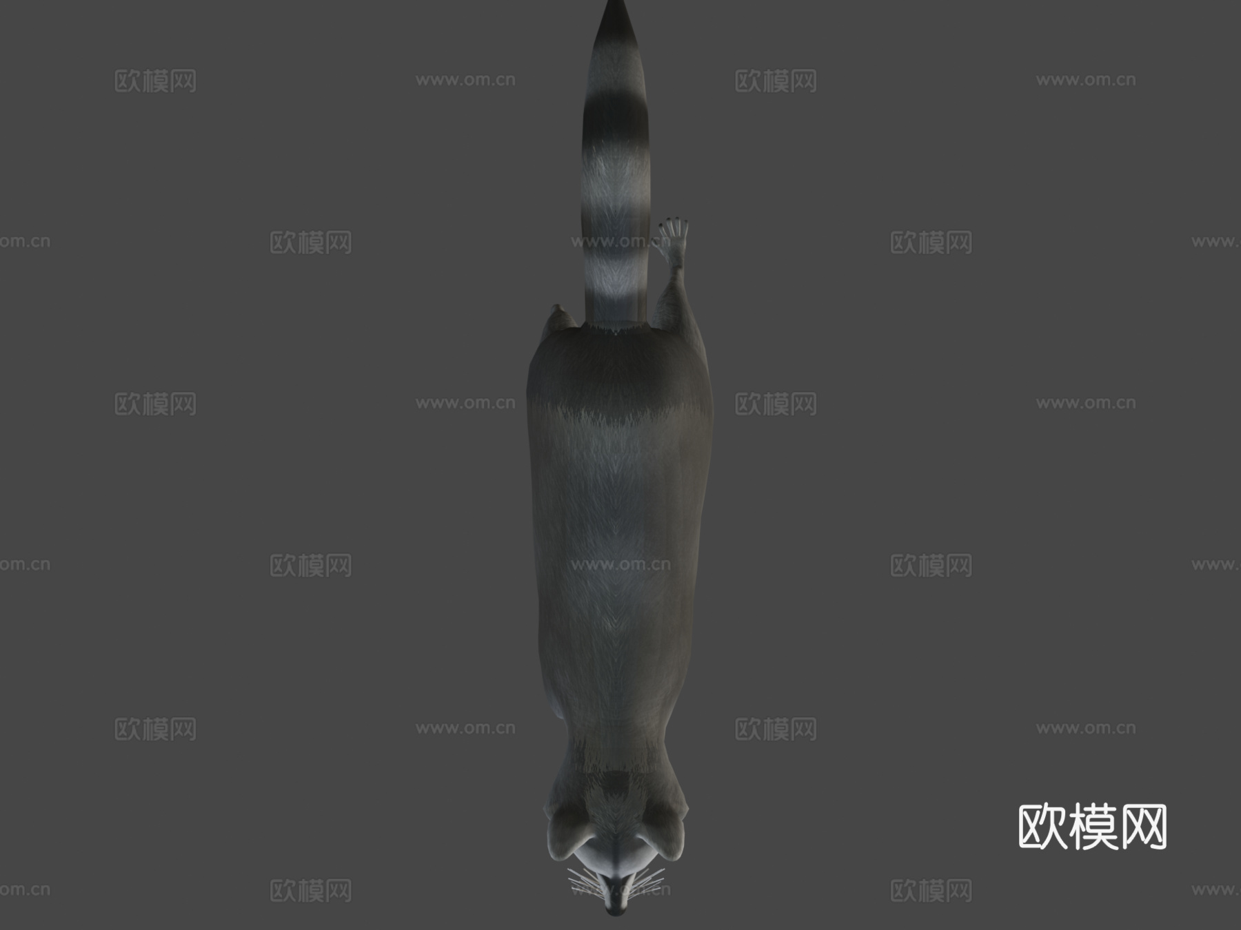 奔跑浣熊动画3d模型
