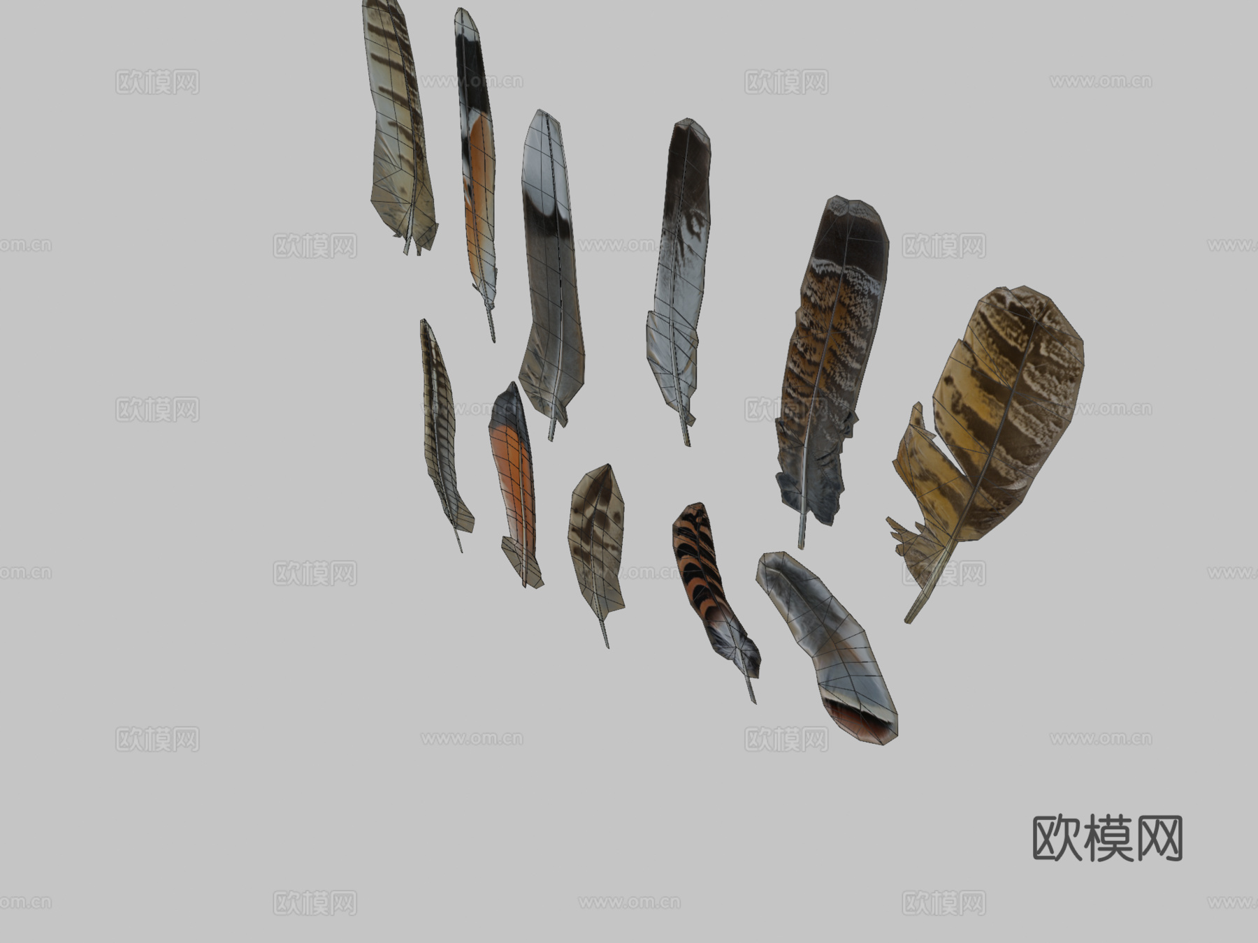 鸟类羽毛图集3d模型