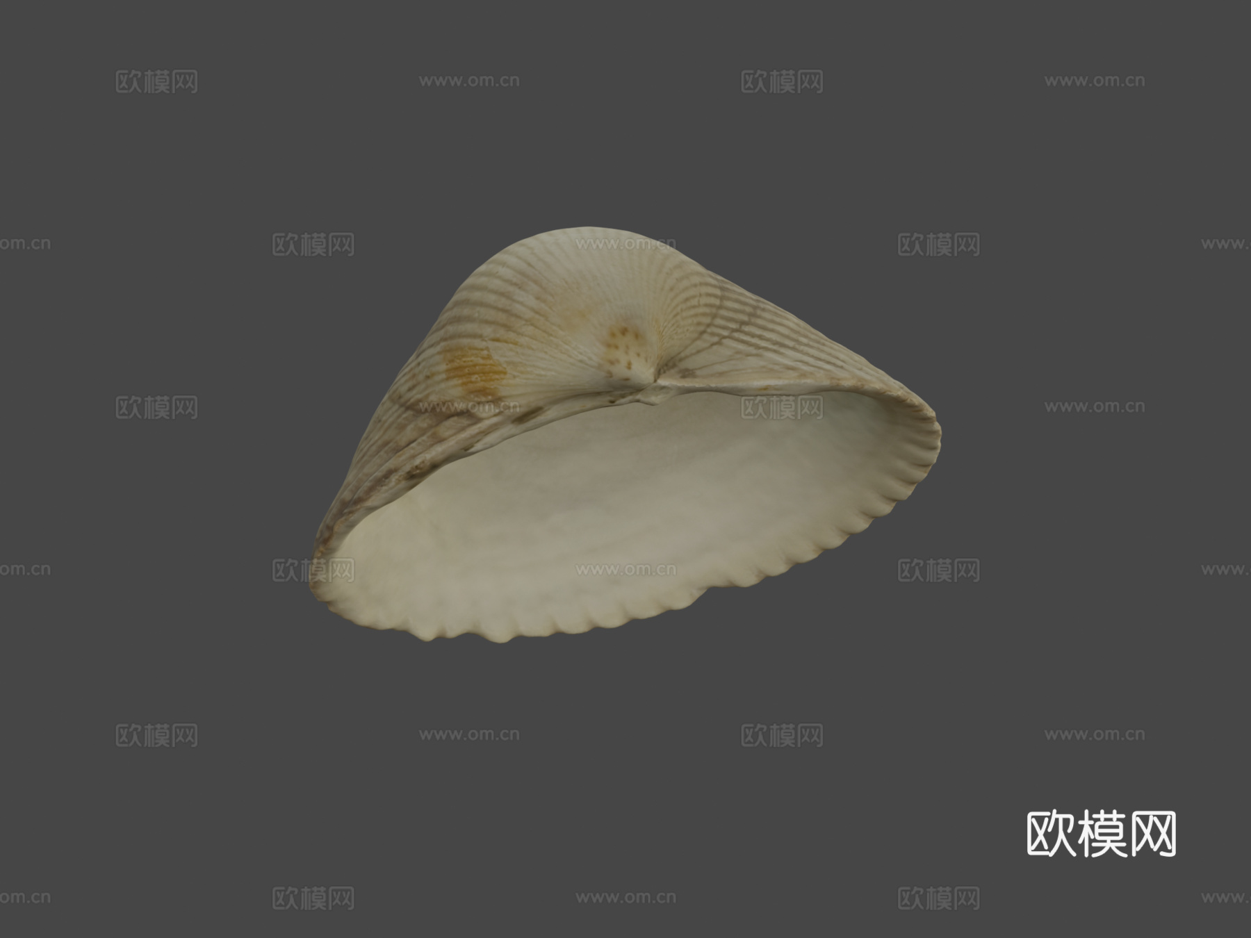 蛤壳3d模型下载（渲染图6）