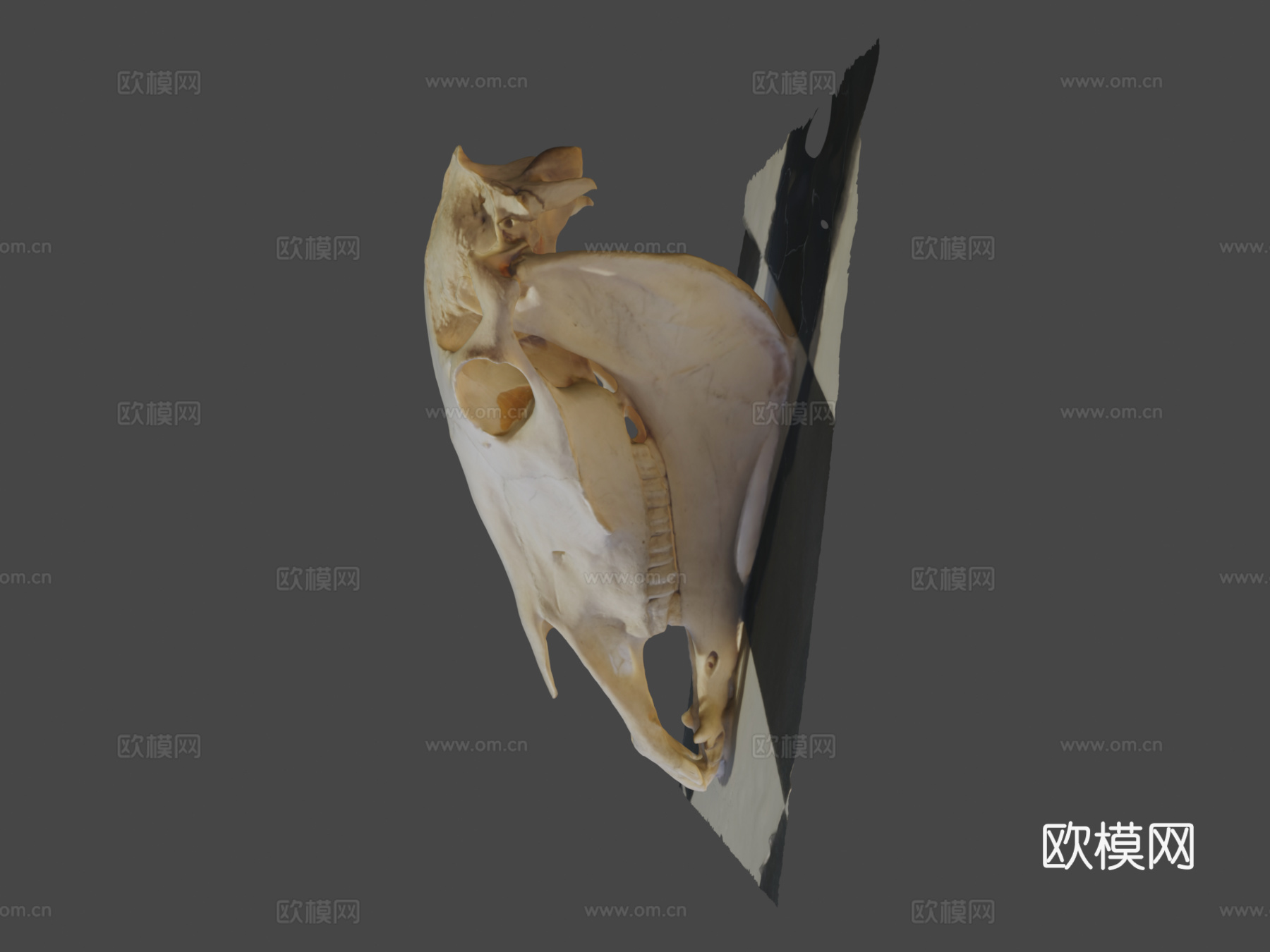 马头骨3d模型