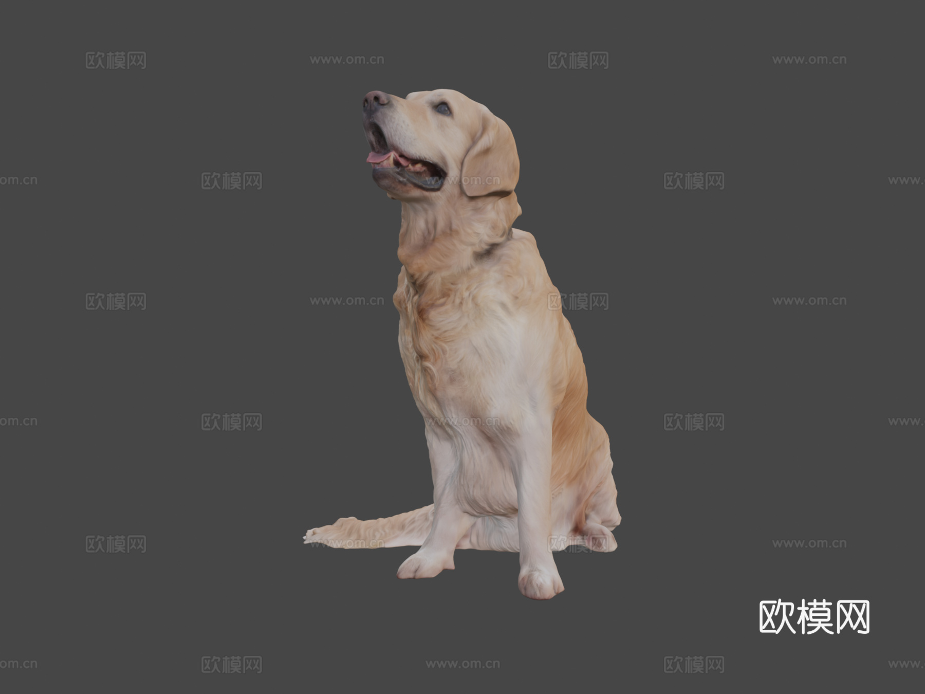 金毛犬23号3d模型