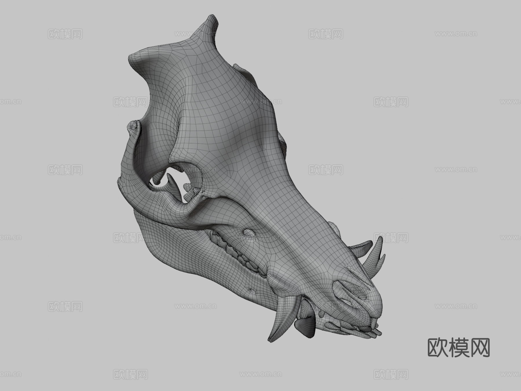野猪头骨3d模型