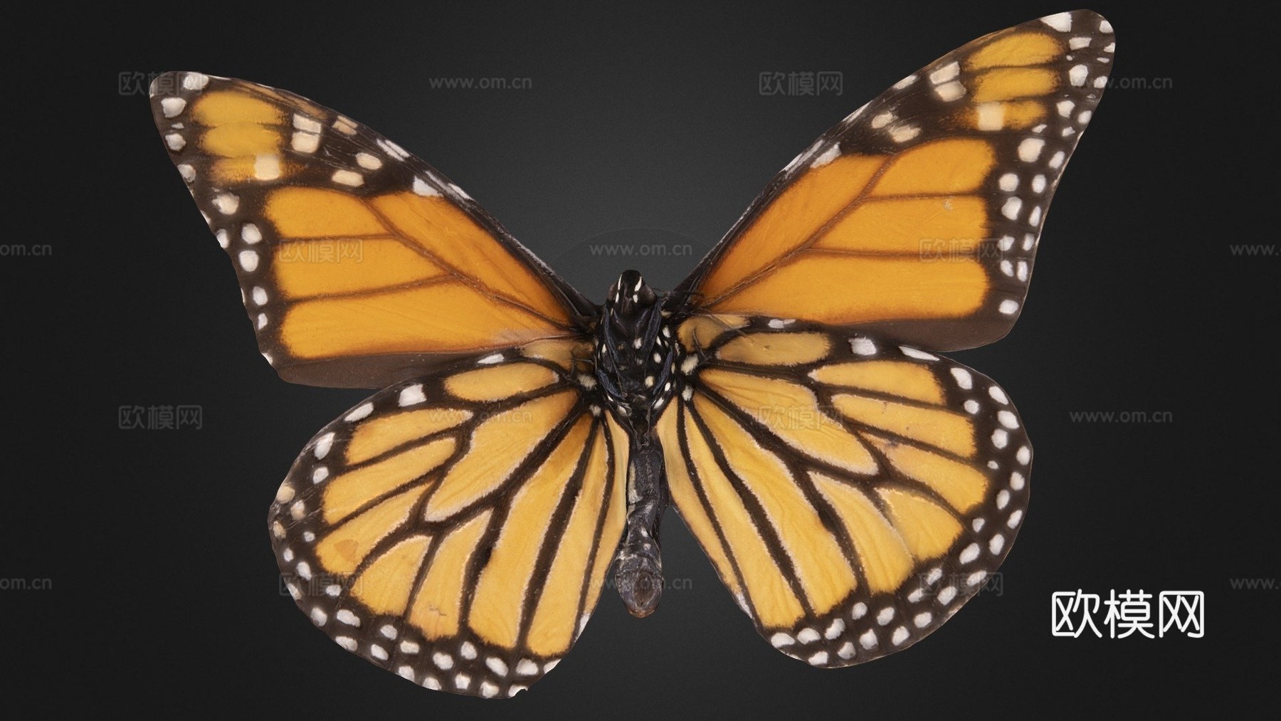 帝王蝶3d模型
