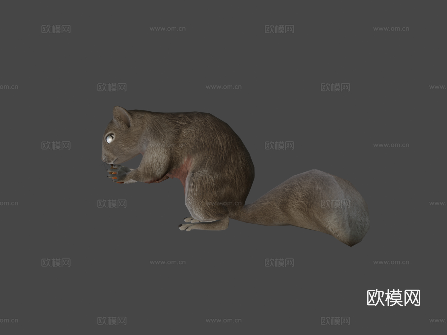 松鼠动画3d模型