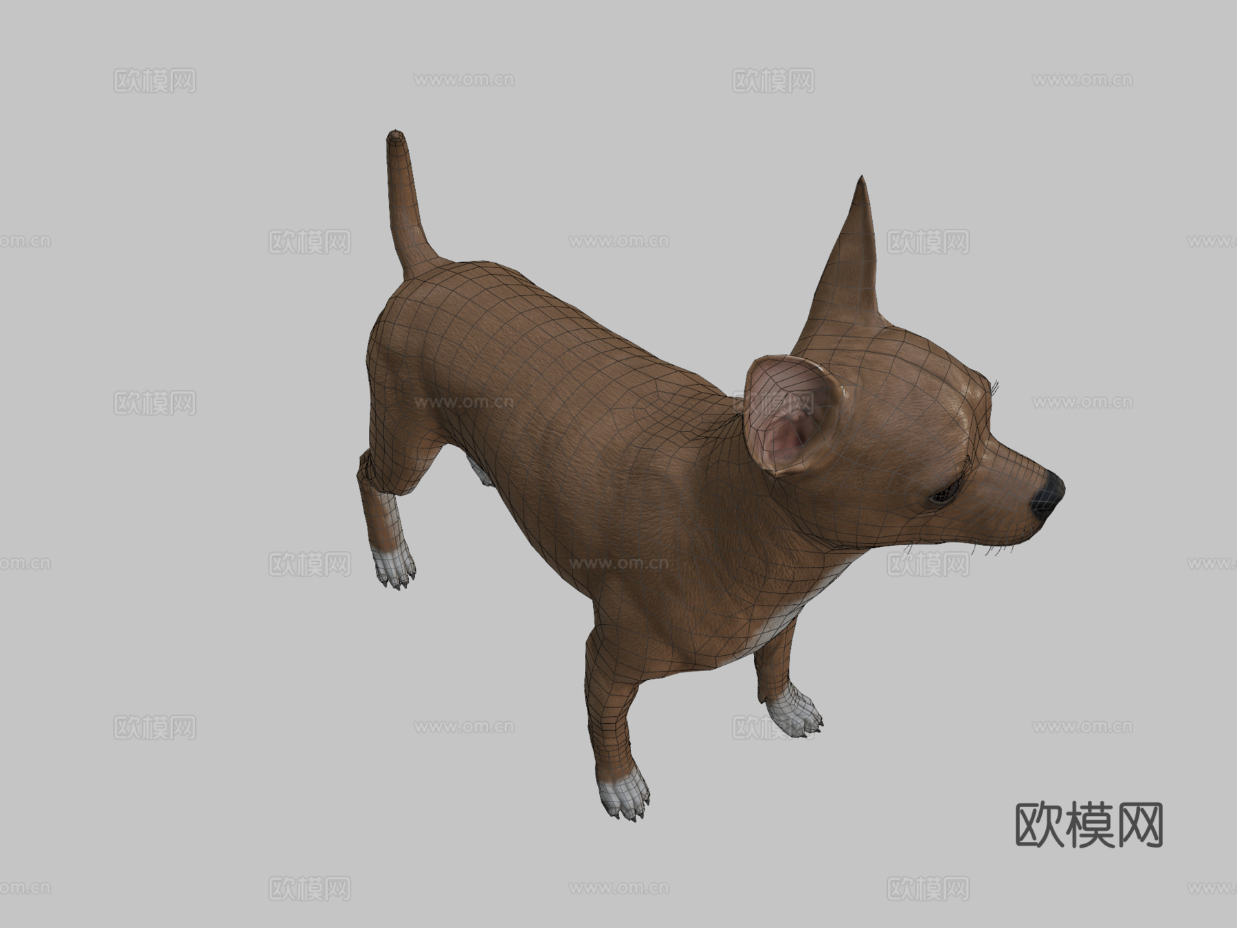 吉娃娃3d模型