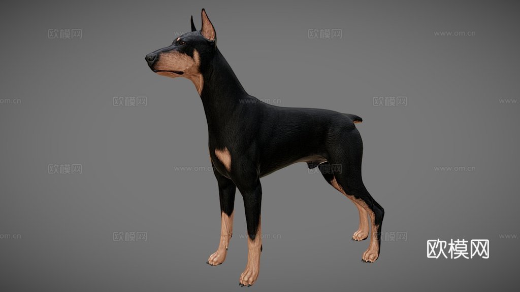 杜宾犬3d模型
