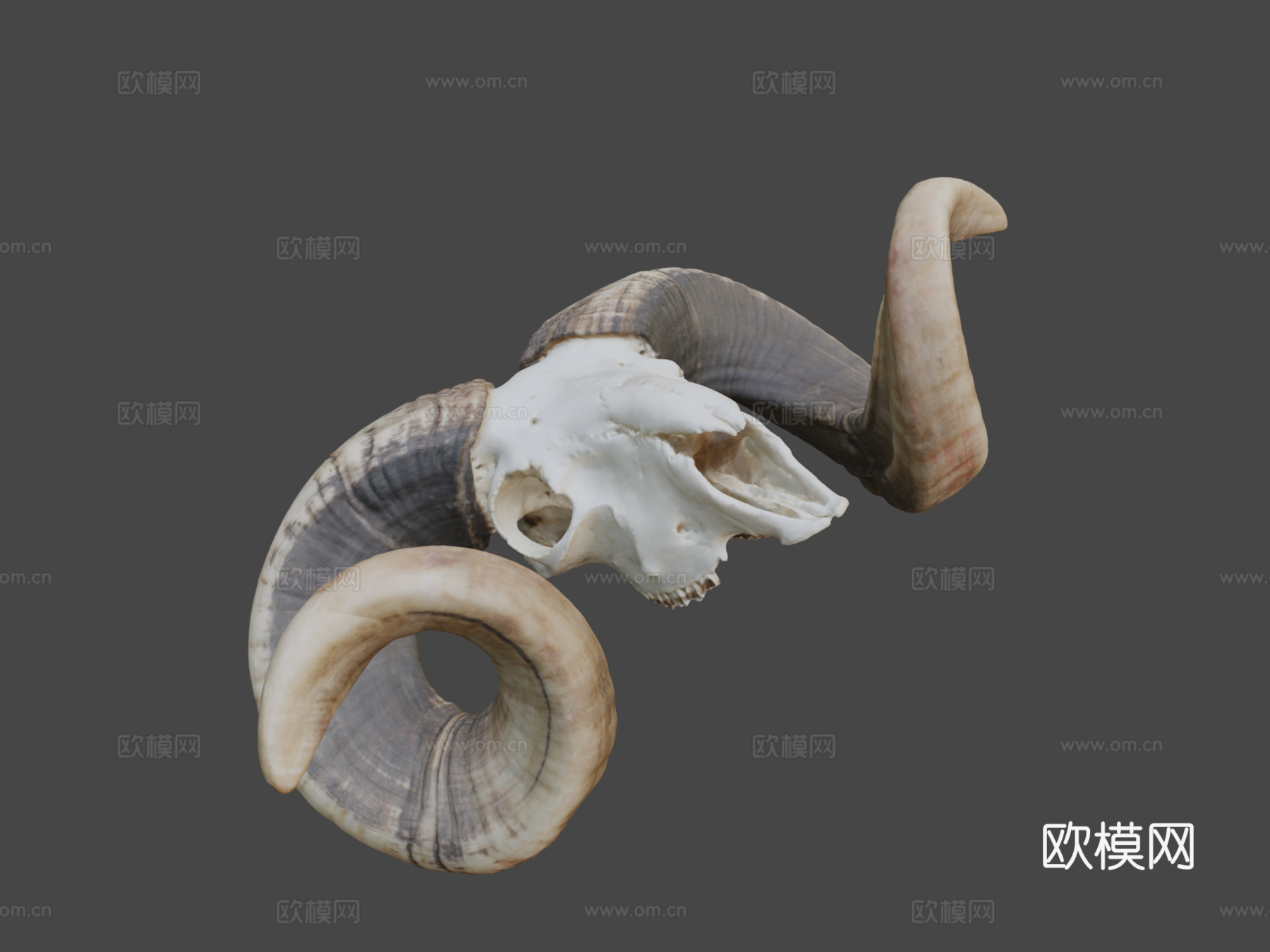公羊头骨-摄影测量法3d模型