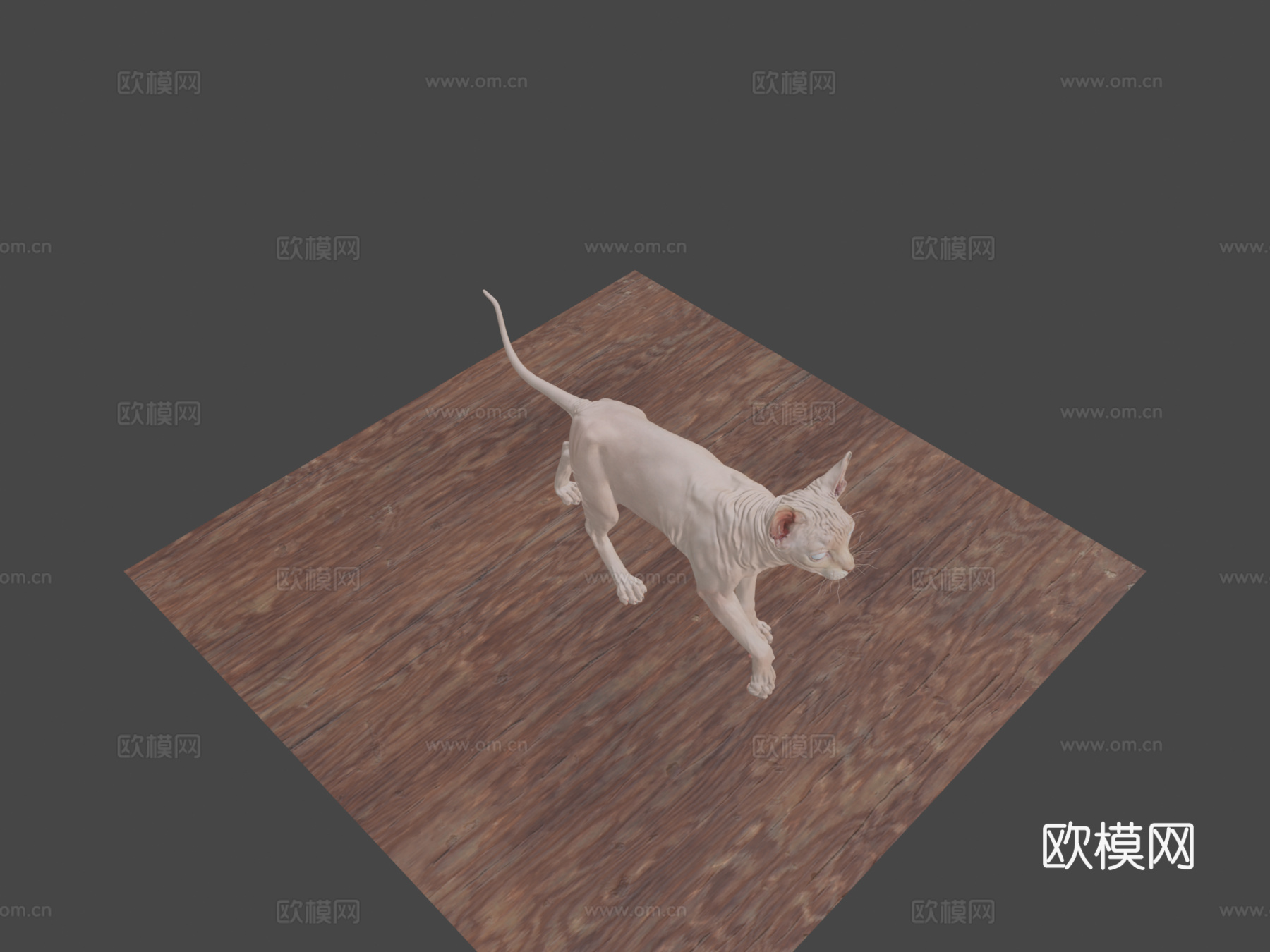 斯芬克斯无毛猫3d模型