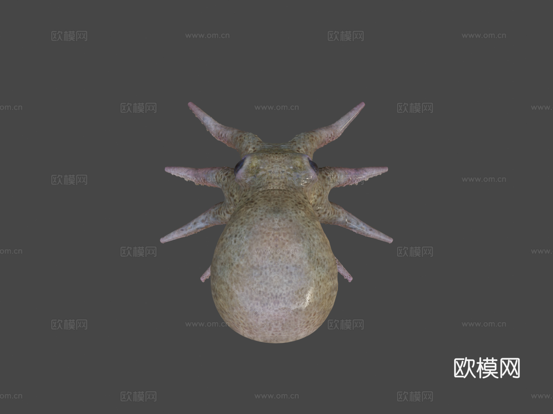 小章鱼3d模型
