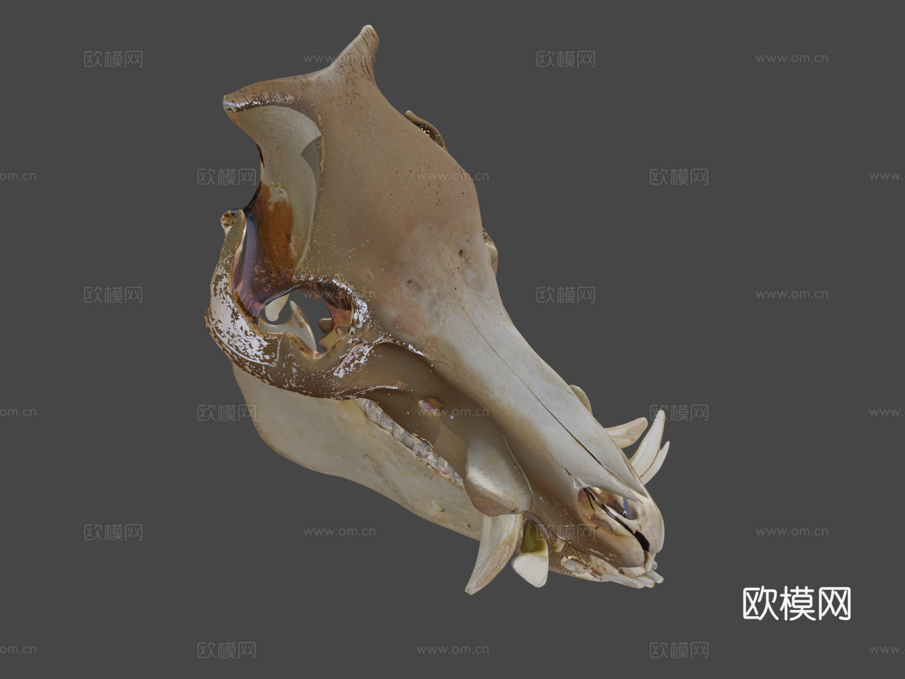 野猪头骨3d模型