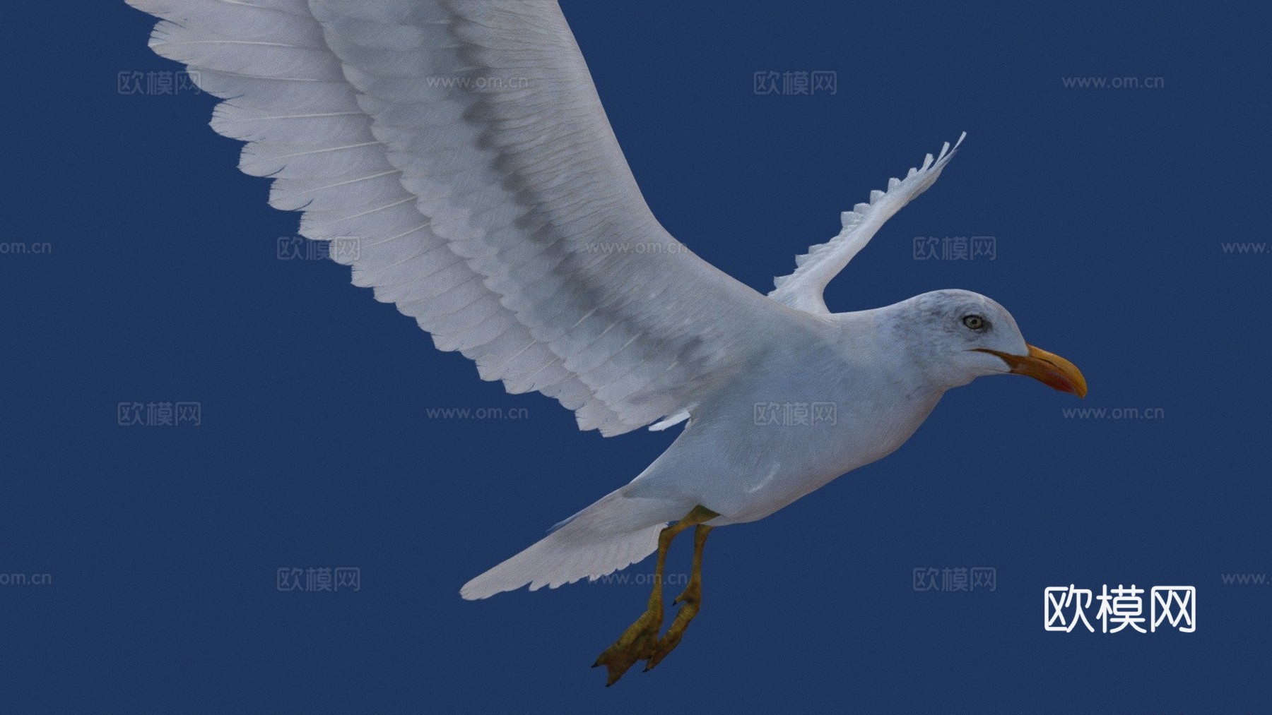 海鸥v23d模型