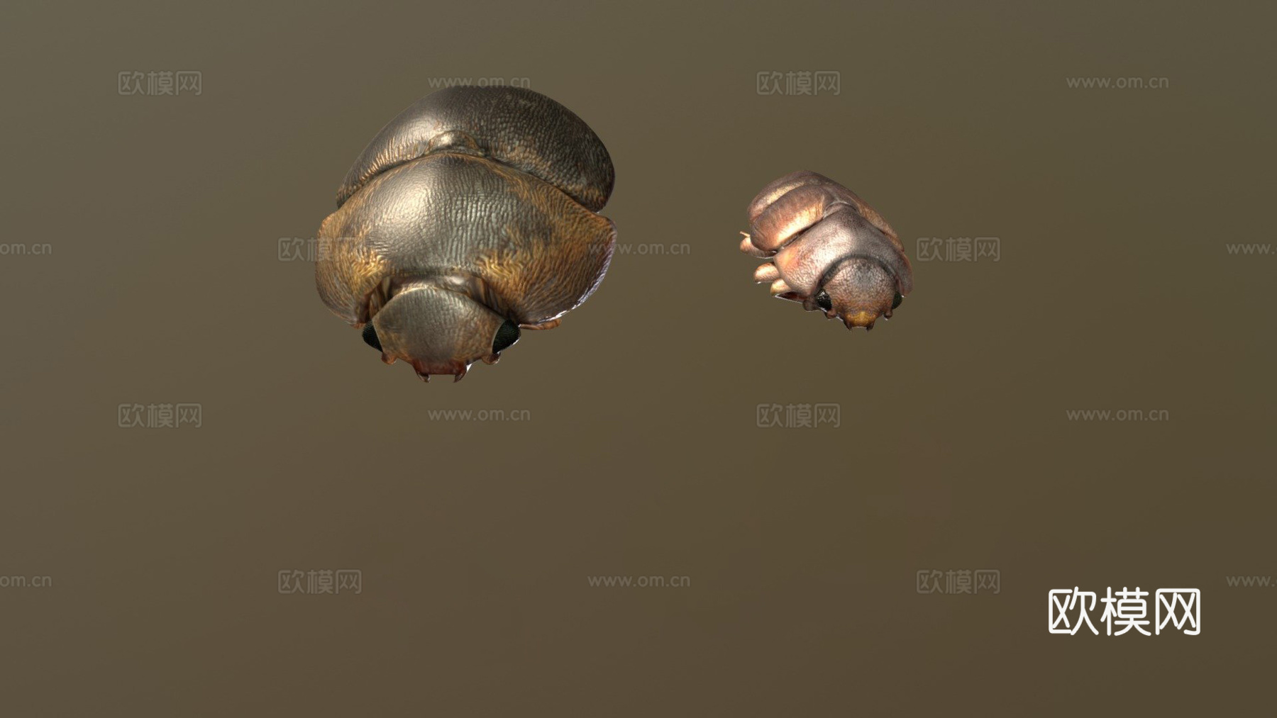 树汁与蜂甲虫对比3d模型