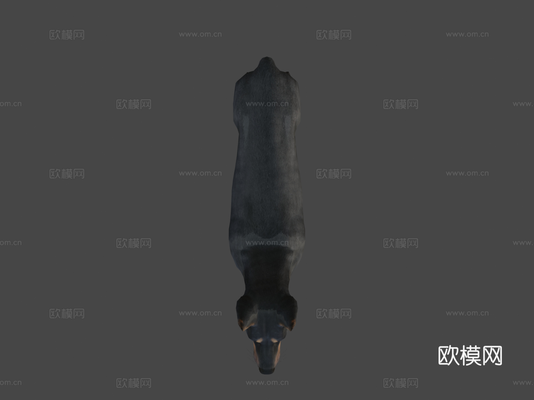 狗-杜宾犬3d模型