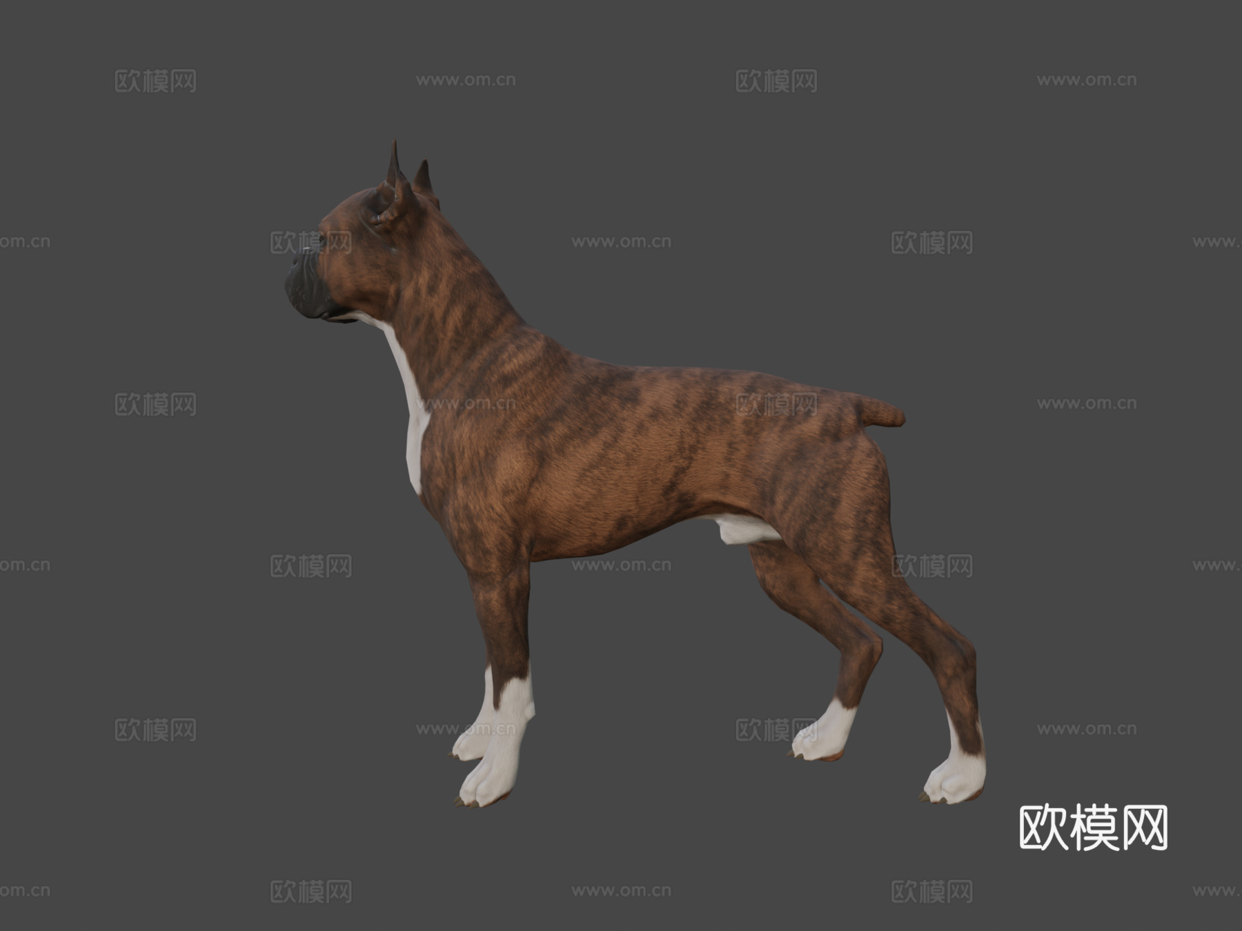 拳师犬3d模型