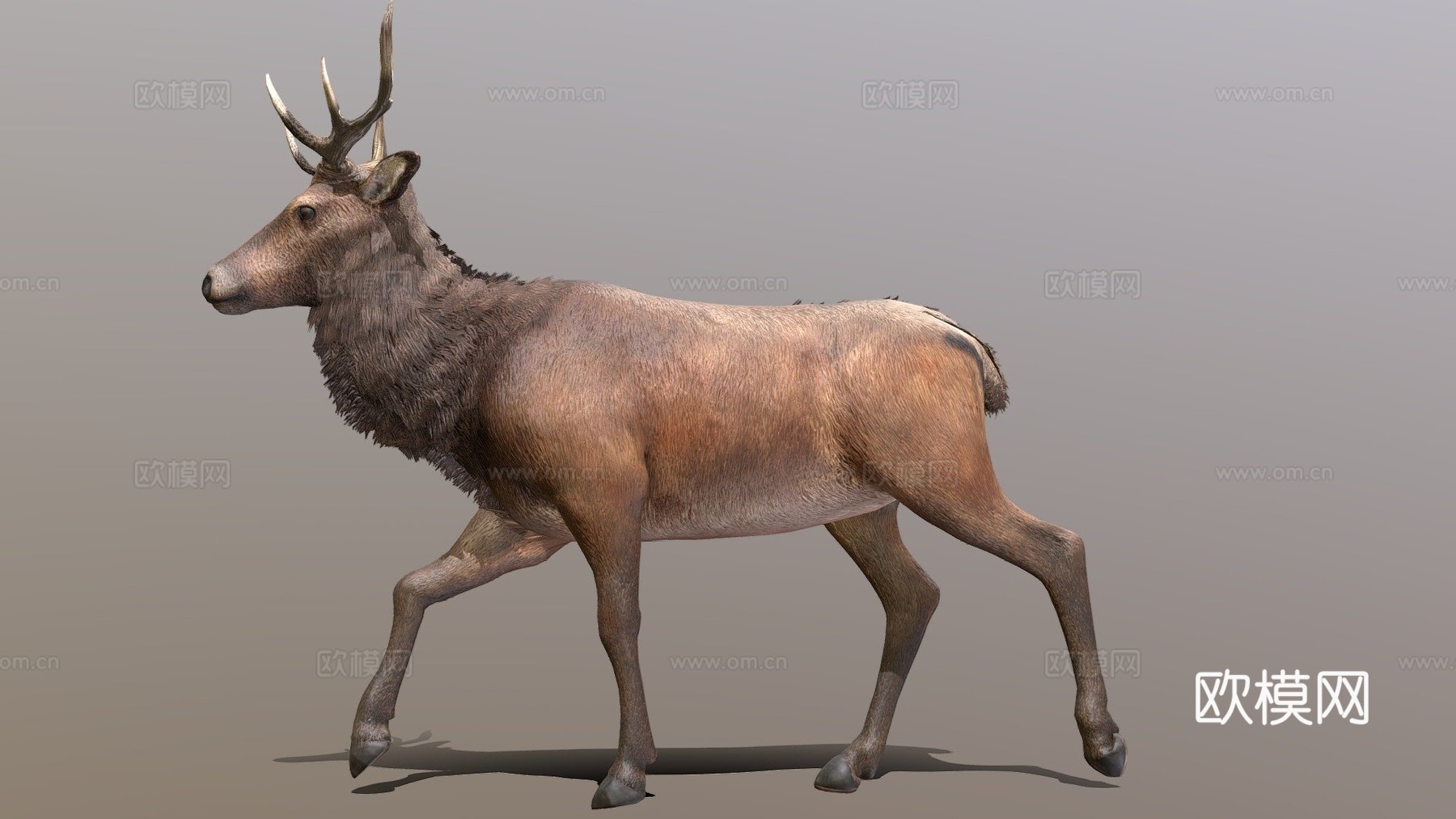 鹿行走循环动画3d模型