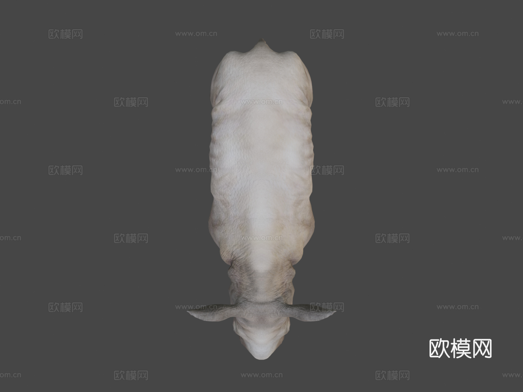 白犀牛宝宝静态姿势三角化3d模型