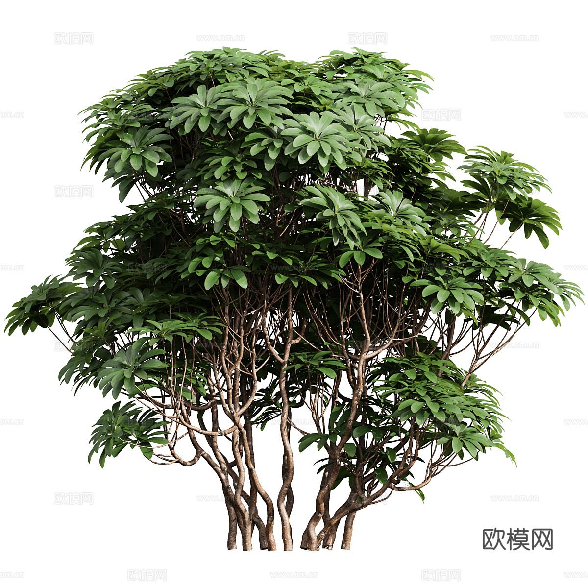 现代灌木 景观树3d模型