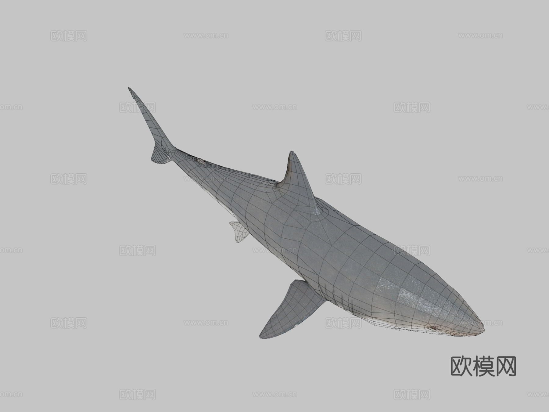 巨齿鲨3d模型