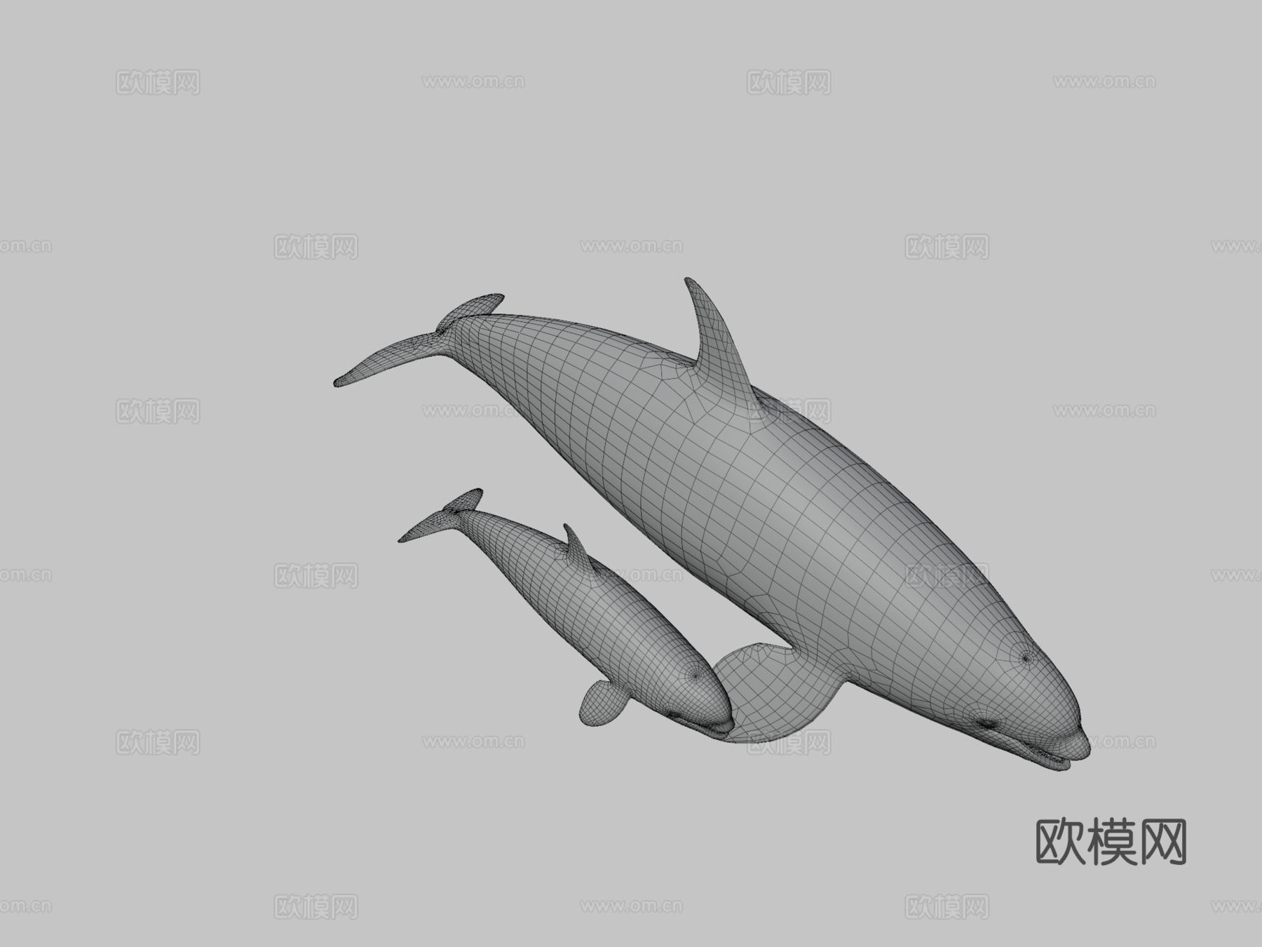 虎鲸—B型♀3d模型