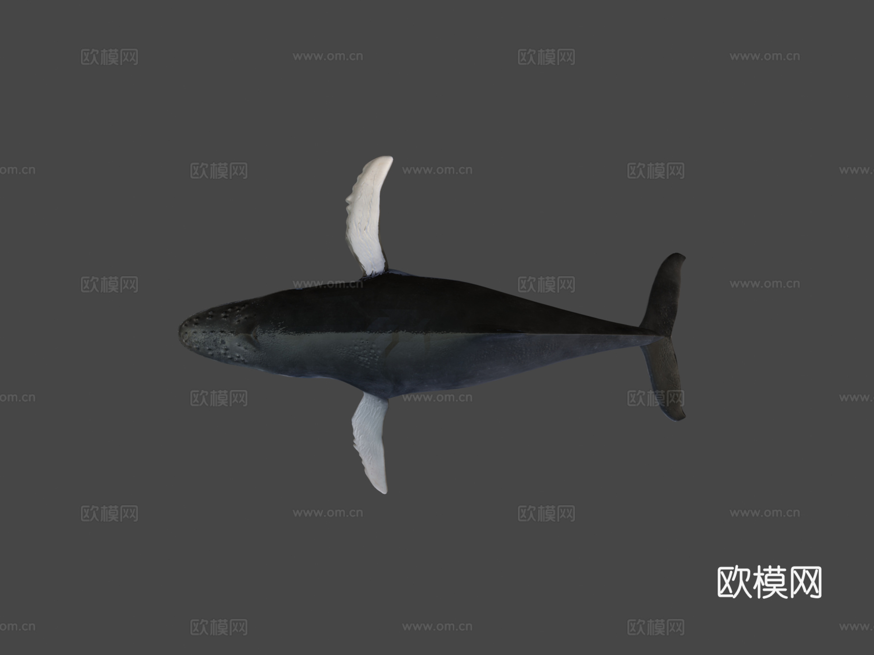 鲸鱼3d模型