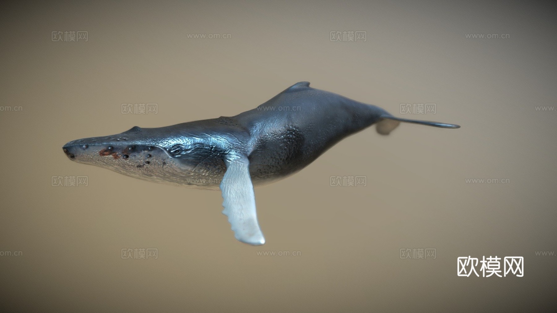 鲸鱼3d模型