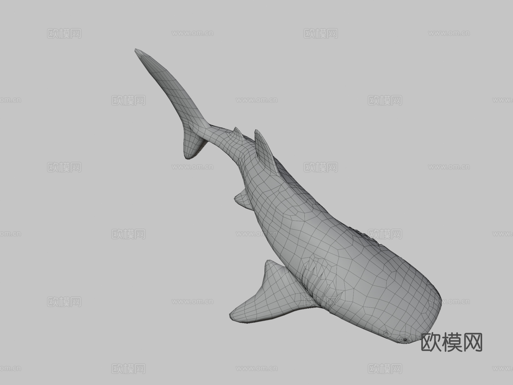 鲸鲨3d模型