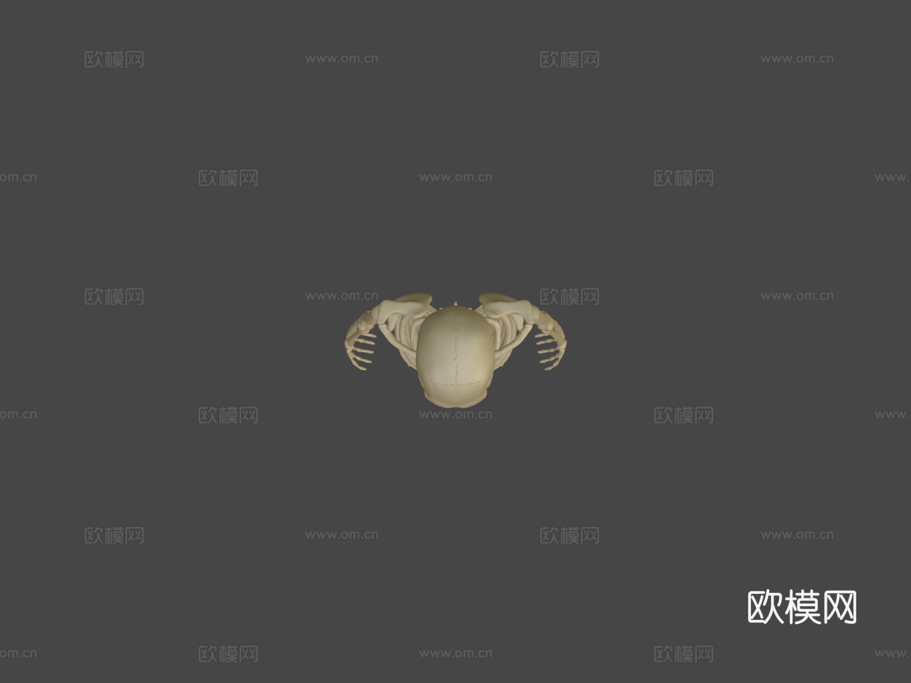 剥皮骨骼3d模型