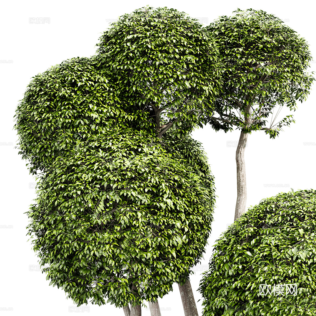 景观树3d模型