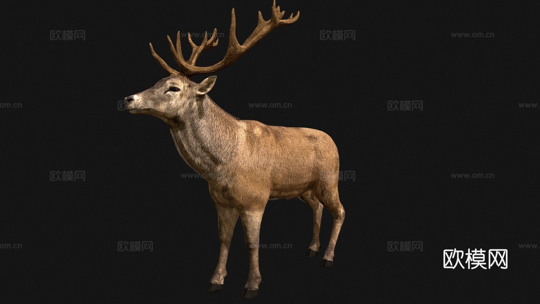 红鹿3d模型