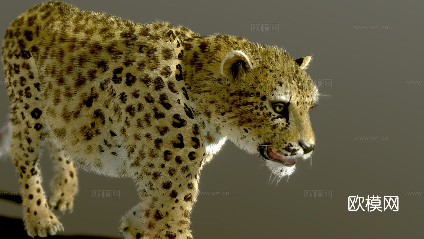 阿拉伯豹3d模型