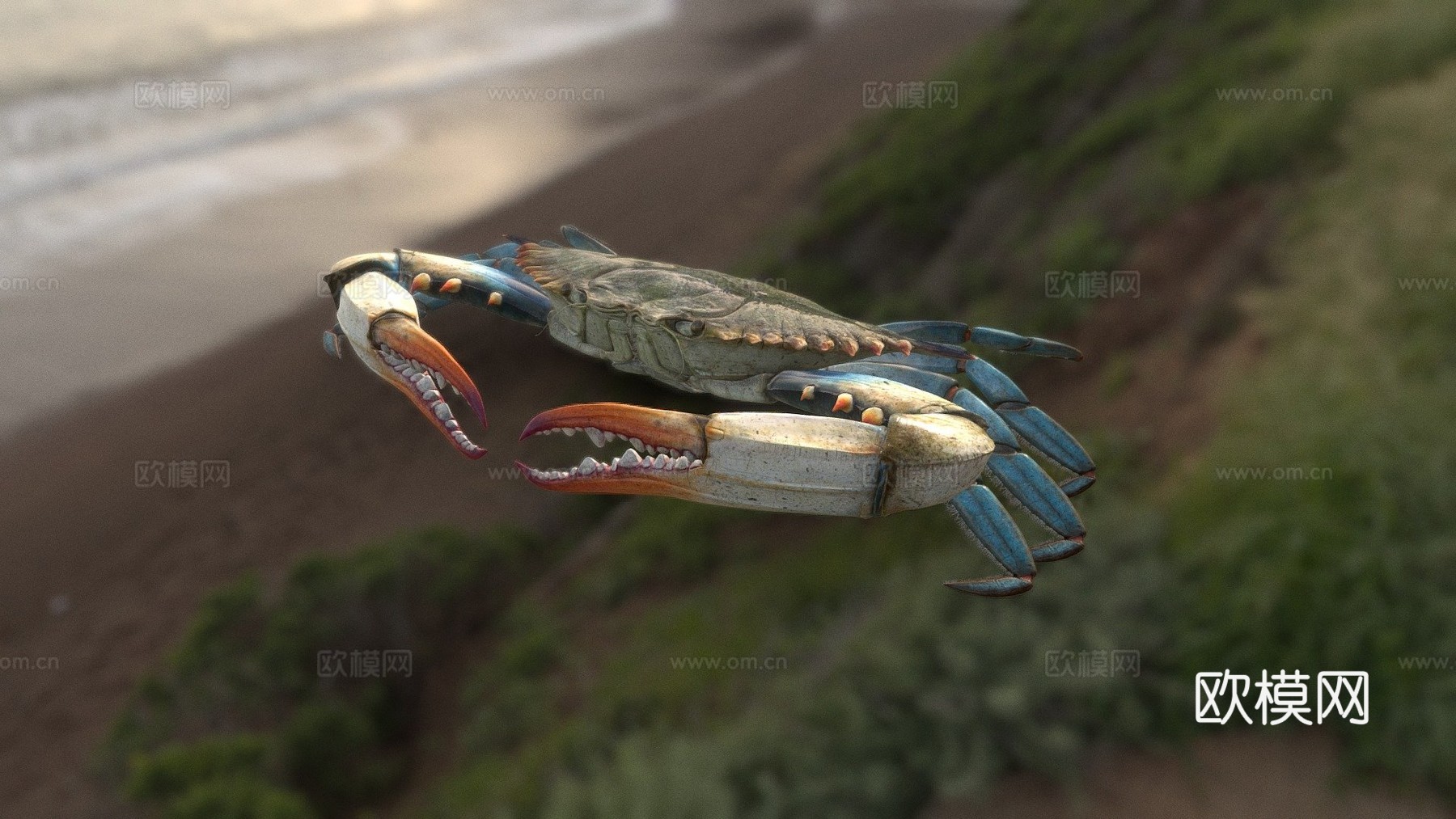 蓝蟹3d模型
