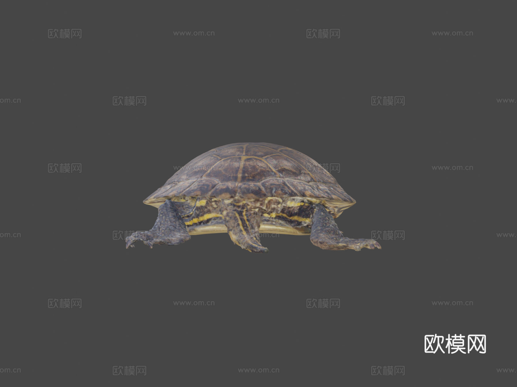 乌龟由RISD自然实验室优化3d模型