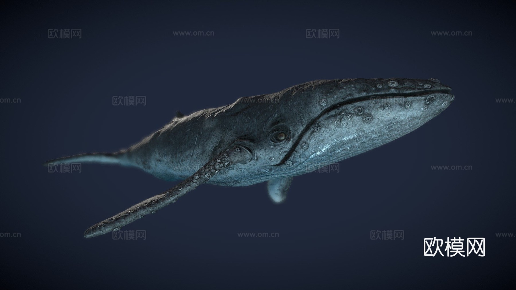写实座头鲸3d模型