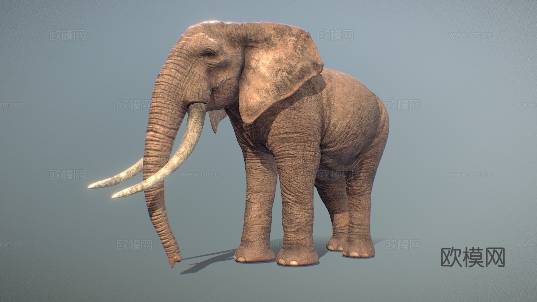 真实大象3d模型