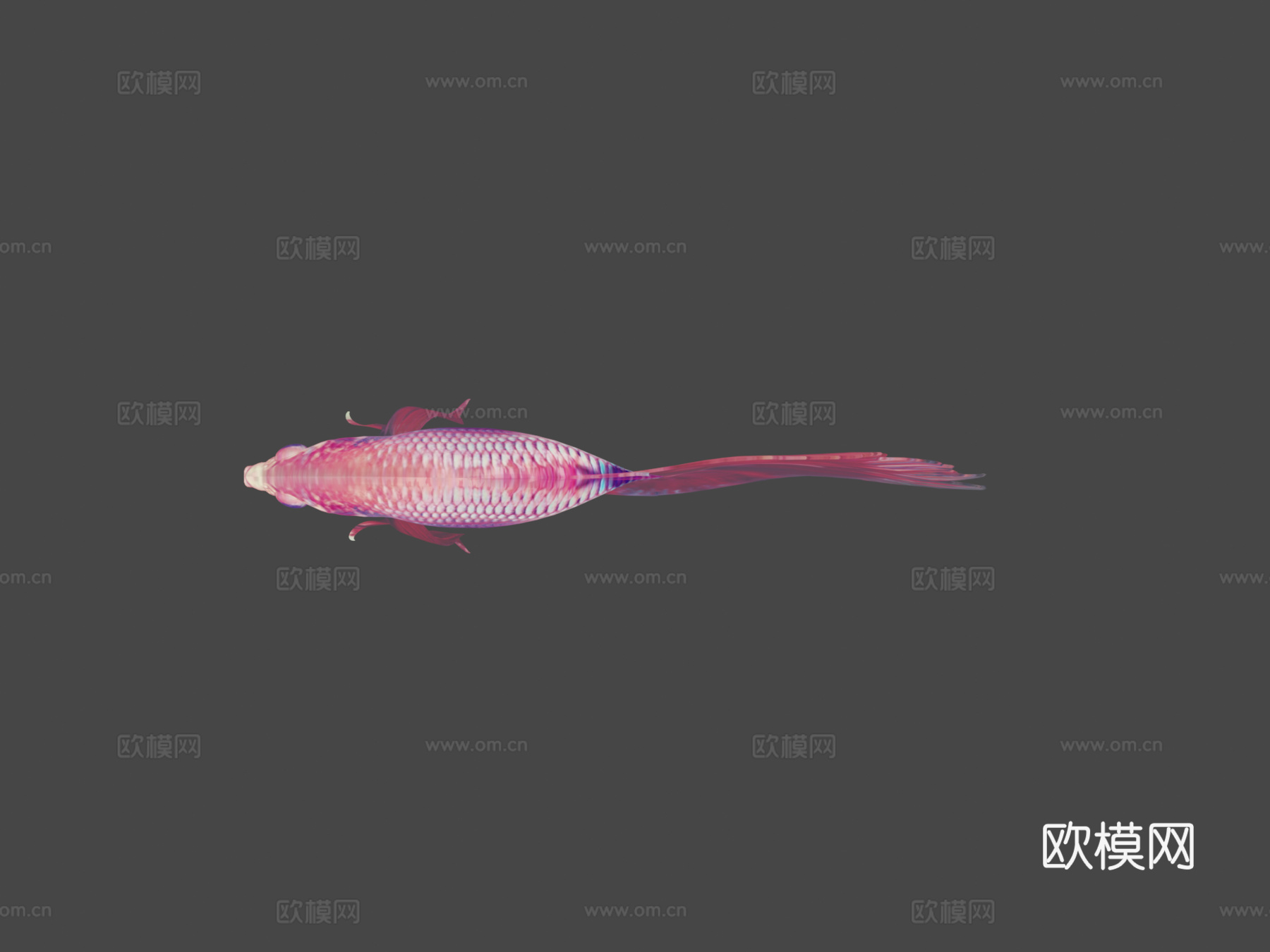 热带鱼23d模型
