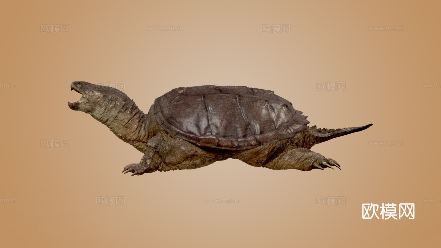 鳄龟3d模型