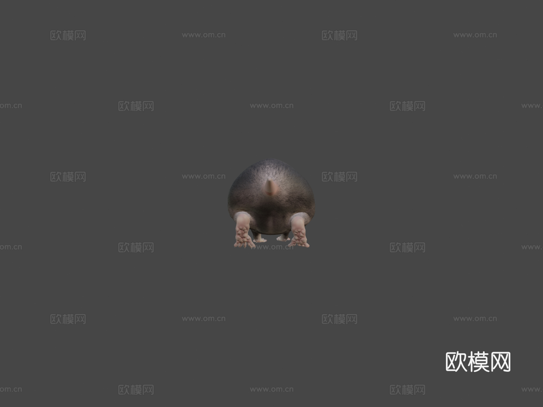 胖老鼠3d模型