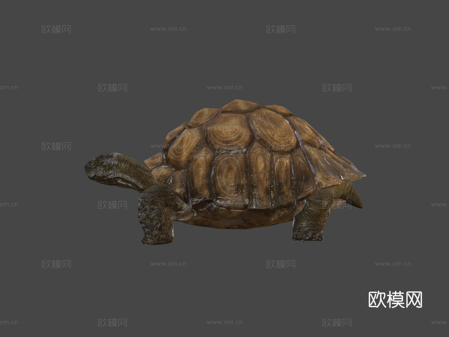 苏卡达陆龟01号3d模型