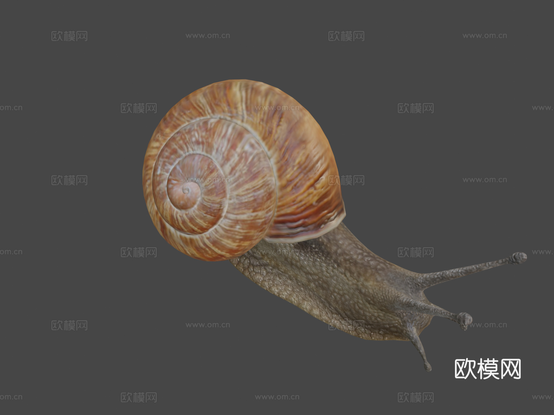 蜗牛3d模型