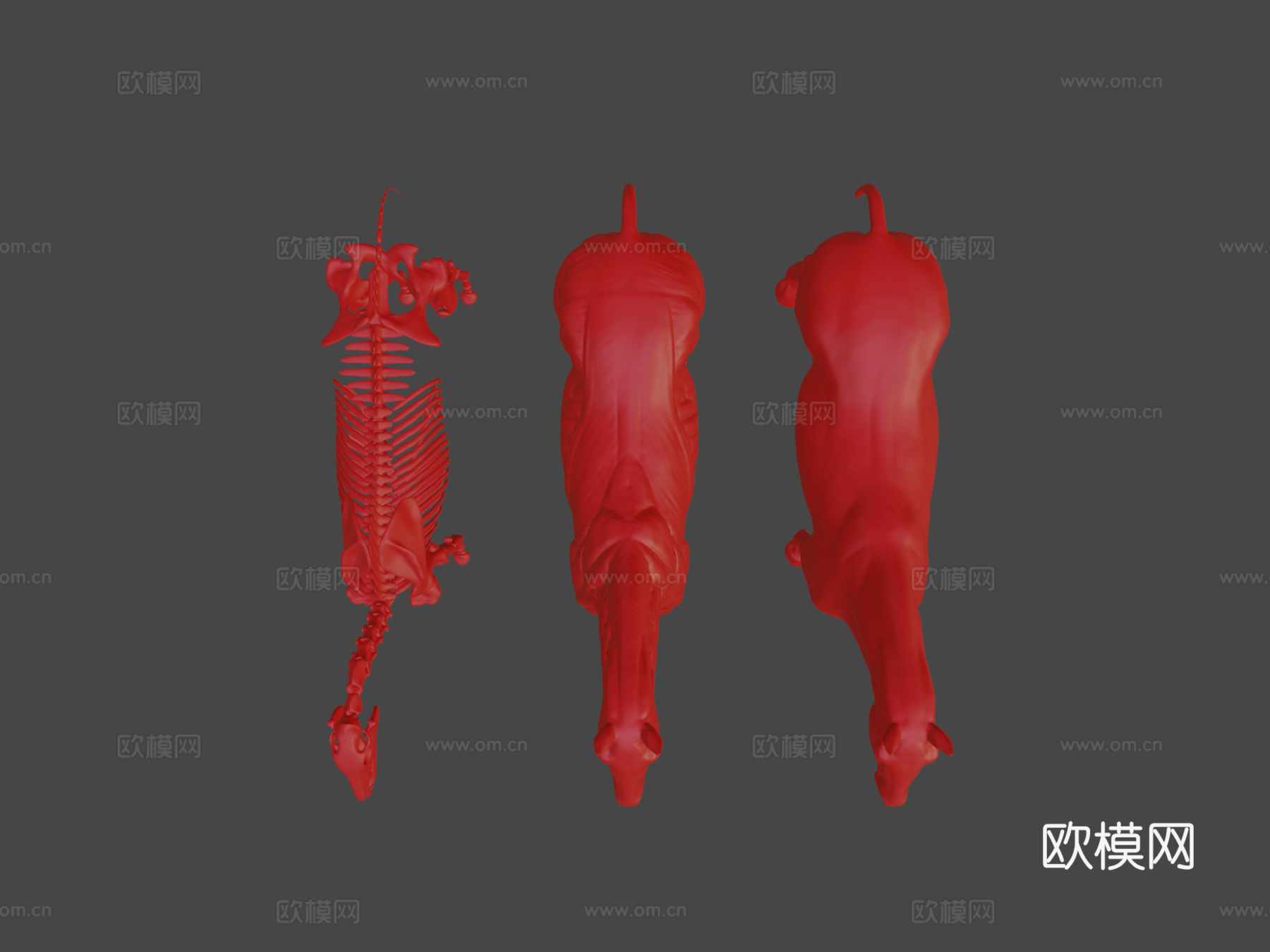 马匹解剖生态皮肤3d模型